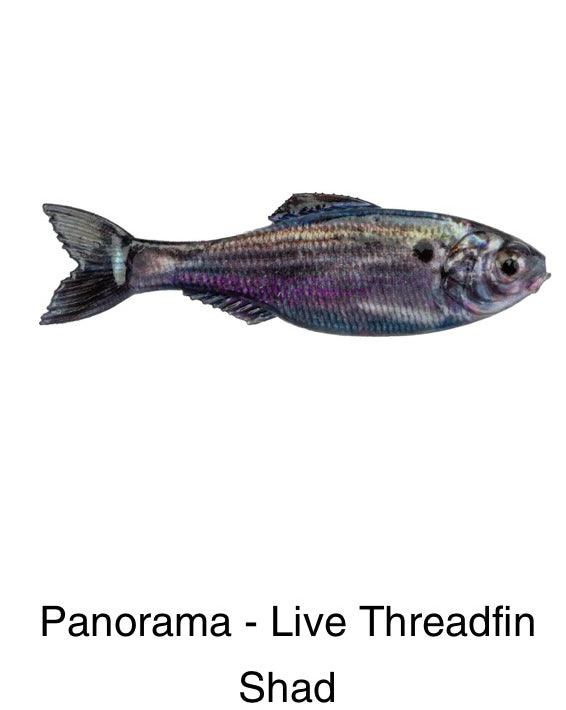 6th Sense Panorama Live Threadfin Shad pk)