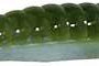 Zoom Finesse Worm 20pk Watermelon Moondust