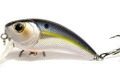 6th Sense Movement 80 Wake