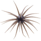 Hideup Coike Fullcast Creature Bait Shinikakegill