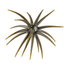 Berkley PowerBait MaxScent 'Moeba Green Pumpkin