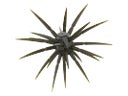 Rapala Crush City The CEO Urchin Bait Green Pumpkin