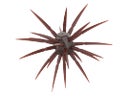 Rapala Crush City The CEO Urchin Bait Scuppernong