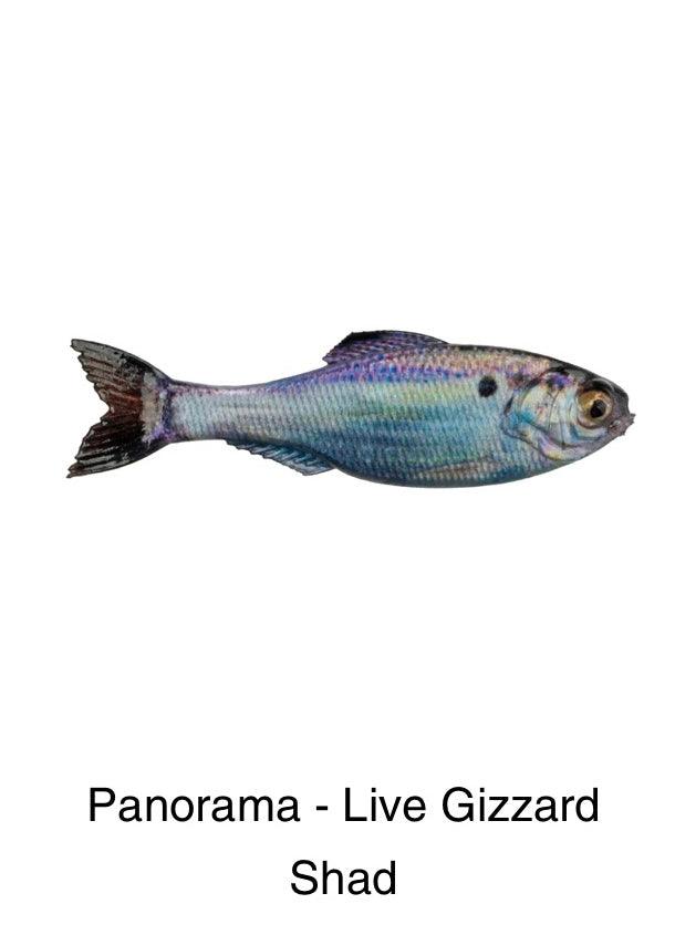 6th Sense Panorama Live Gizzard Shad pk)